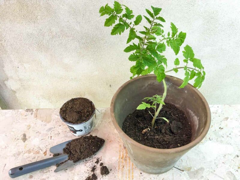 Tomatenpflanzen Balkon