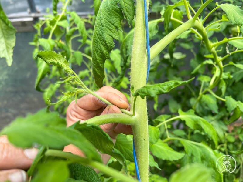 Tomatenpflanzen ausgeizen