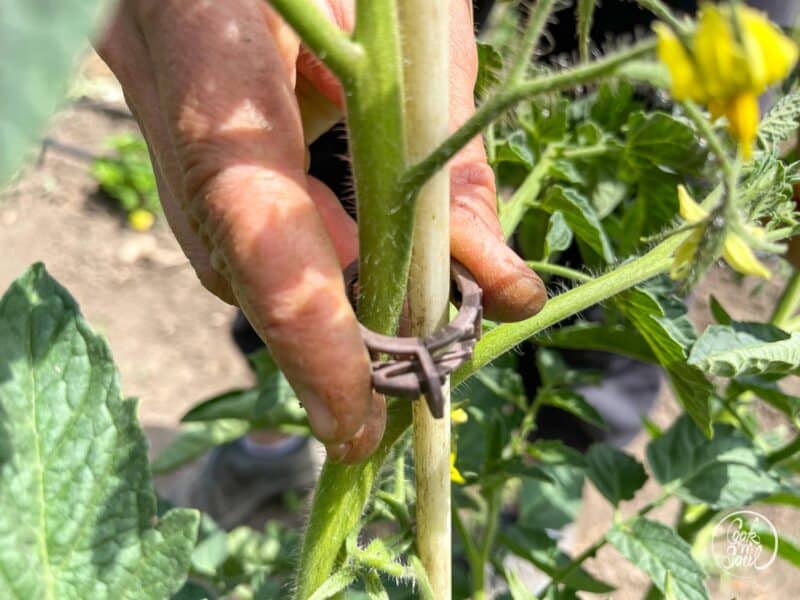 Tomatenpflanzen hochbinden